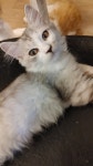 묘랑 고양이 카페