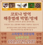 늘푸른크린