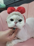 고양이에 정원