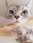 땡큐멍냥