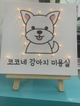 코코네 강아지 미용실