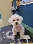 강아지살롱