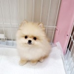 러블리 애견미용실