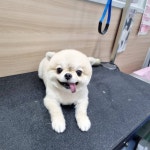 러블리 애견미용실