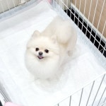 러블리 애견미용실