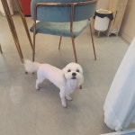 까까펫살롱