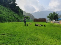 도그피아애견훈련학교