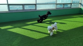 놀러왕왕왕 애견유치원.애견미용.애견호텔