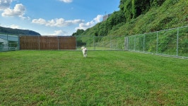 도그피아애견훈련학교