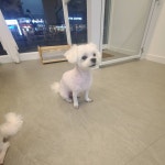 까까펫살롱