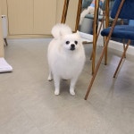까까펫살롱