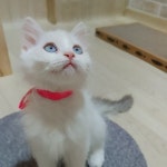 묘랑 고양이 카페