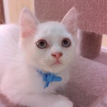 묘랑 고양이 카페