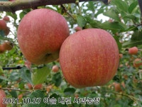 이슬 내린 사과농장