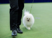 멍스펫