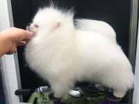 멍스펫