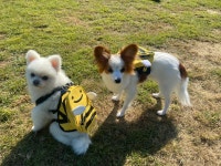 신세개애견카페