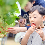 베릴리 berily 딸기체험 농장