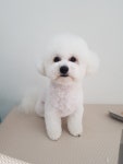pet salon 몽끌
