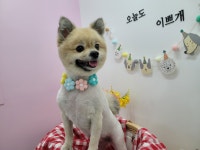 이쁘개