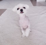 강아지살롱