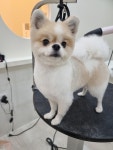 아뜰리에 몽