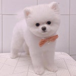 살롱드꽃개