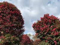 제주동백수목원