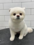 호야네애견샵