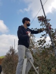 칠년풍년