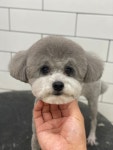 호야네애견샵