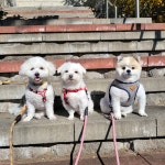 똥깡아지 애견유치원&애견호텔