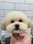 호야네애견샵