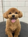호야네애견샵