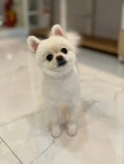 호야네애견샵
