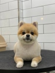 호야네애견샵