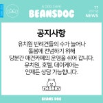 빈스독 강아지유치원