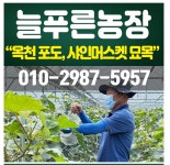 묘목 늘푸른농장