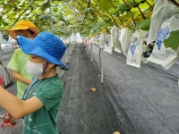 순이네포도농장