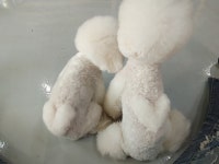 통영반려견 셀프목욕탕