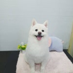 산본동물병원