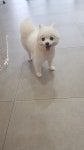개폼애견샵