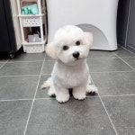 센텀애견미용