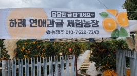 하례연애감귤 체험농장