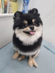 멍냥이펫싸롱,펫호텔 애견미용.애견호텔