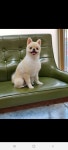 강아지 이발소