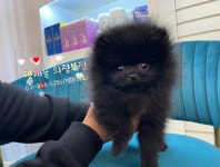 펫캐슬 의정부 애견샵