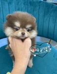 펫캐슬 의정부 강아지분양 고양이분양 애견샵