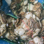 어업회사법인 다이버수산