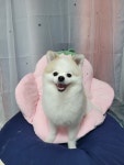 강아지 이발소